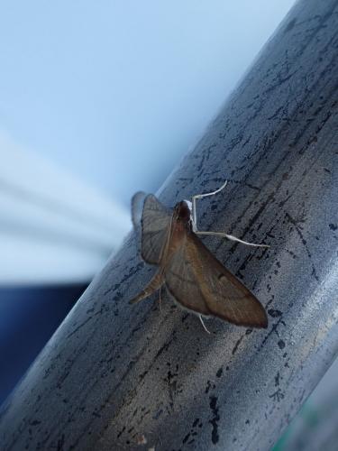Bradina sp.